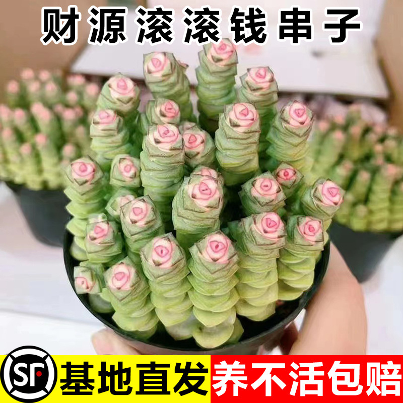 Colorful Money String Multi-Headed Rare Succulent Plants for Beginners to Grow Flowers and Small Potted Plants in the Office