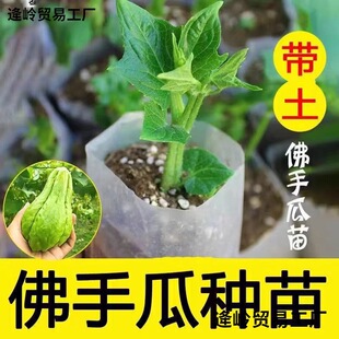 ���ֹϷN�ϷN��N�ӷN�ю�ѿ���r�lѿ���۹��紺���̨�����߲���