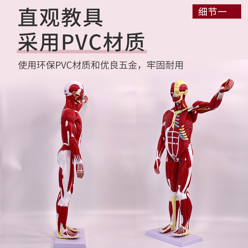 ����ȫ��������ʸ�����ģ�� �ظ�ǻ��������ģ�� 80CM������ģ��