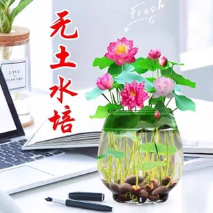 ˮ����ɏ�N�ӻ��ܷN���҃����׻�ˮ�B�����~��˯ɏ�Gֲ�ļ�ɏ��