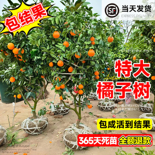 Extra-Large Orange Saplings Grafted with Fruit Trees, Authentic Spring Sugar Orange Saplings, Suitable for Planting in Both Northern and Southern Regions