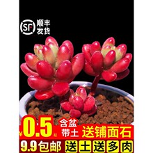 多肉植物室内组合小虹之玉萌花卉秋天盆栽套餐办公桌新款绿植