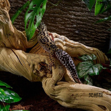 ����������ľ���ָ��쾰�،m��������޽��������ٗl���y��ľ��̨