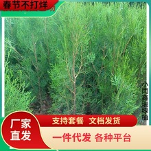 һlȰؘ Ȱؘ ɰؘ ͥԺGȰ~ ؘG