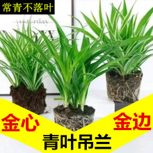 金边金心青叶大吊兰盆栽绿植室内净化空气客厅办公室桌面四季好养