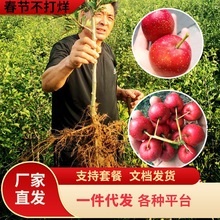 һ�����lɽ高����޽���t���ϱ����Nֲ������ش�o��ɽ��箔