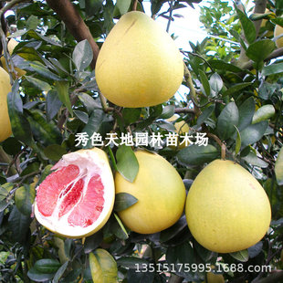 ���Ә���޽ӹ�������ĵ��R�Ҽt������ͥԺ�ϱ����ļ��Nֲˮ����