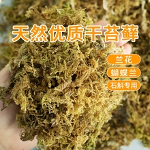 干苔藓水苔青苔兰花蝴蝶兰石斛种植营养土乌龟垫材养花鲜活