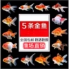 Light yellow 3-5cm random goldfish 5 pieces