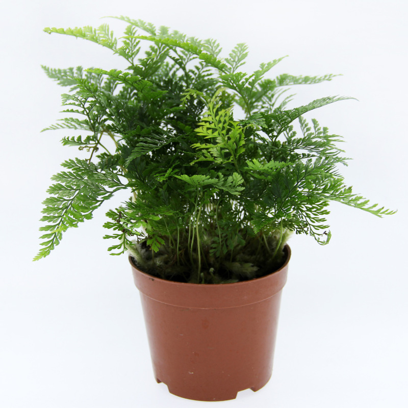 Moss Micro-Landscape Ferns Micro-Landscape Plants Wolf Tail Fern Plants Wholesale Landscaping Potted Plants