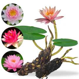 大睡莲根块观花水培植物池塘碗莲荷花苗花卉大睡莲花根茎绿植带芽