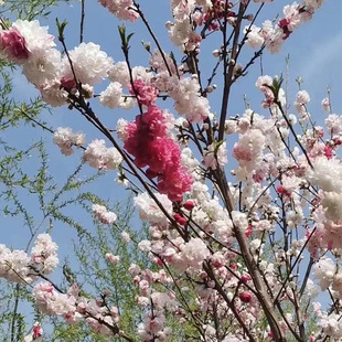 �������l������Ҙ��� �Nֲ�e��ͥԺ�^�p���� ���������Ҏ���Rȫ