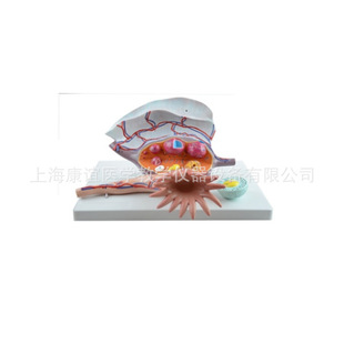 Ovarian Enlarged Model Embryonic Tissue Teaching Model Human Ovarian Structure Model