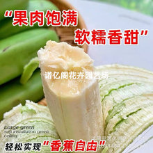 �㽶�������Ե��԰Ž��۽�С�׽��ͺ������������ļ�ͥԺ�Nֲ�Gֲ