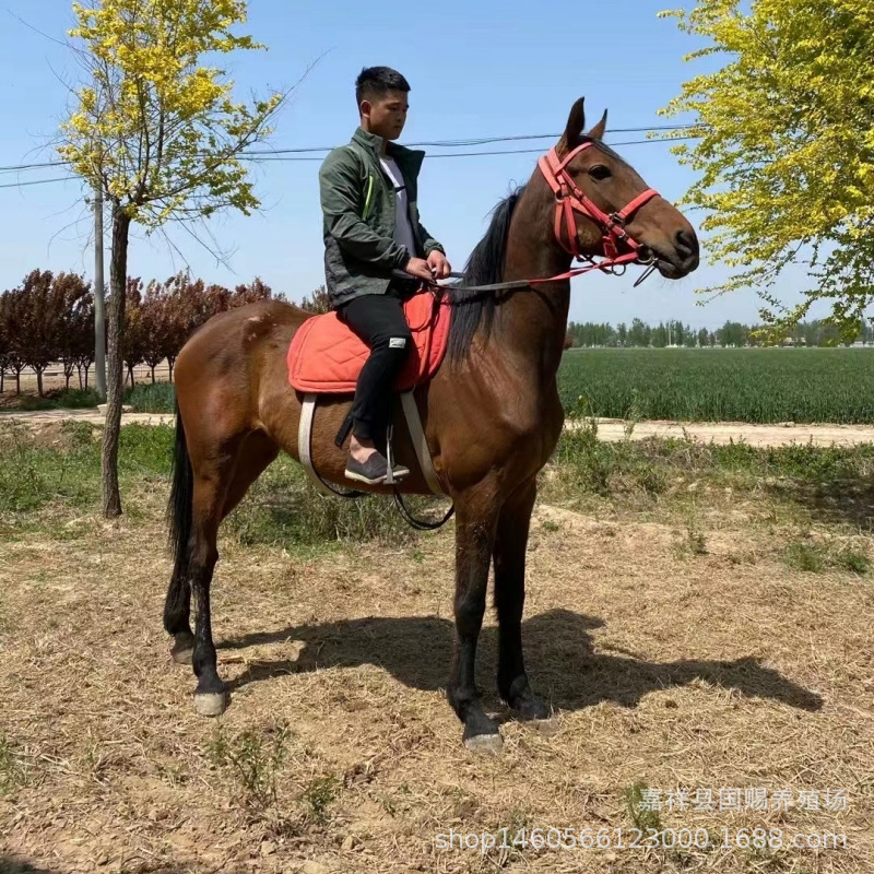 马匹蒙古马伊犁马半血马纯血马骑乘马活马观赏骑乘马景区租赁马匹