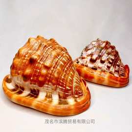 万宝螺天然海螺贝壳四大名螺鱼缸造景水族装饰贝壳海螺按斤卖