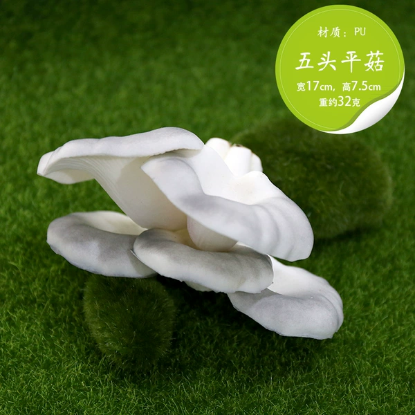 Chocolate 5 head mushrooms