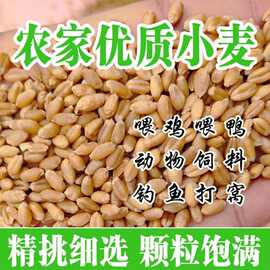 新小麦子种子新鲜小麦粒籽小麦芽糖麦米碎喂鸡鸭鹅水培猫草麦子粒