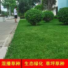 �Ĵ��첥�ݷN���̾G�����Ѳ�ƺ�N�Ӹ�ϵ�l�_��ϲݷN��ɽ�ݷN