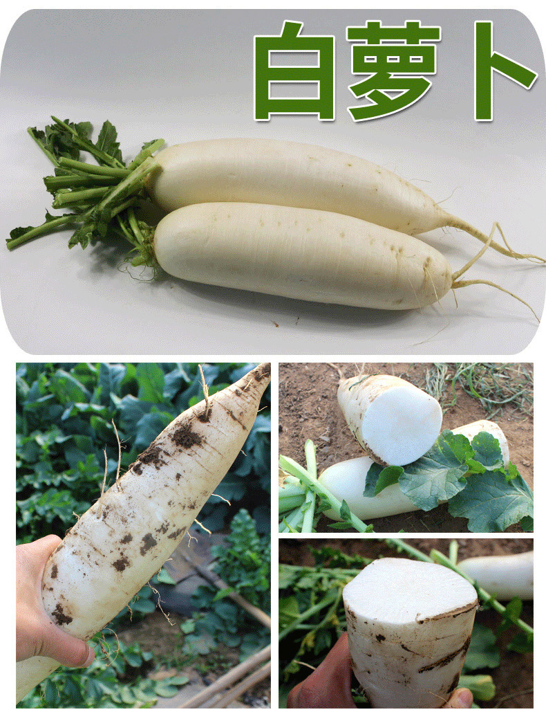 白萝卜新鲜蔬菜水果萝卜甜脆当季蔬菜生吃清脆腌菜泡菜罗卜包邮-阿里巴巴