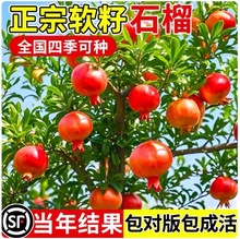 石榴树树苗突尼斯软籽无籽蒙阳红石榴盆栽庭院水果树特大带土果苗