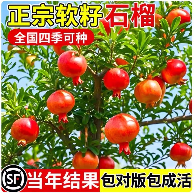 石榴树树苗突尼斯软籽无籽蒙阳红石榴盆栽庭院水果树特大带土果苗