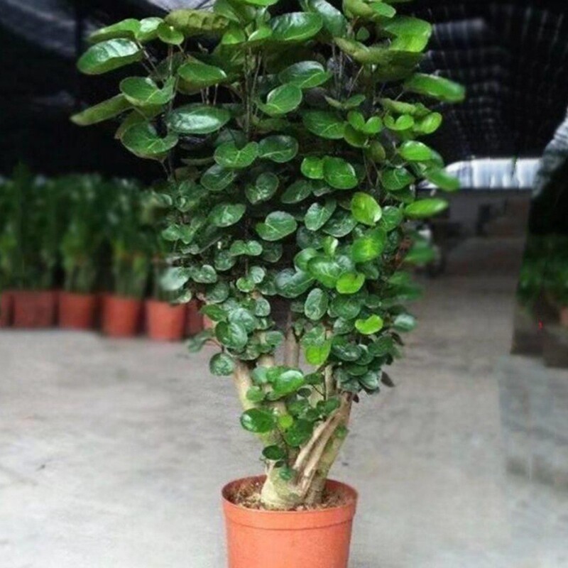 Fulutong Round-Leaf Money Pocket Large Potted Indoor Living Room Office Green Plant Money Tree Good Plant