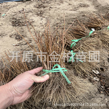 基地批发香草草莓圆锥绣球花苗花园庭院盆栽丛生直立圆锥绣球小苗