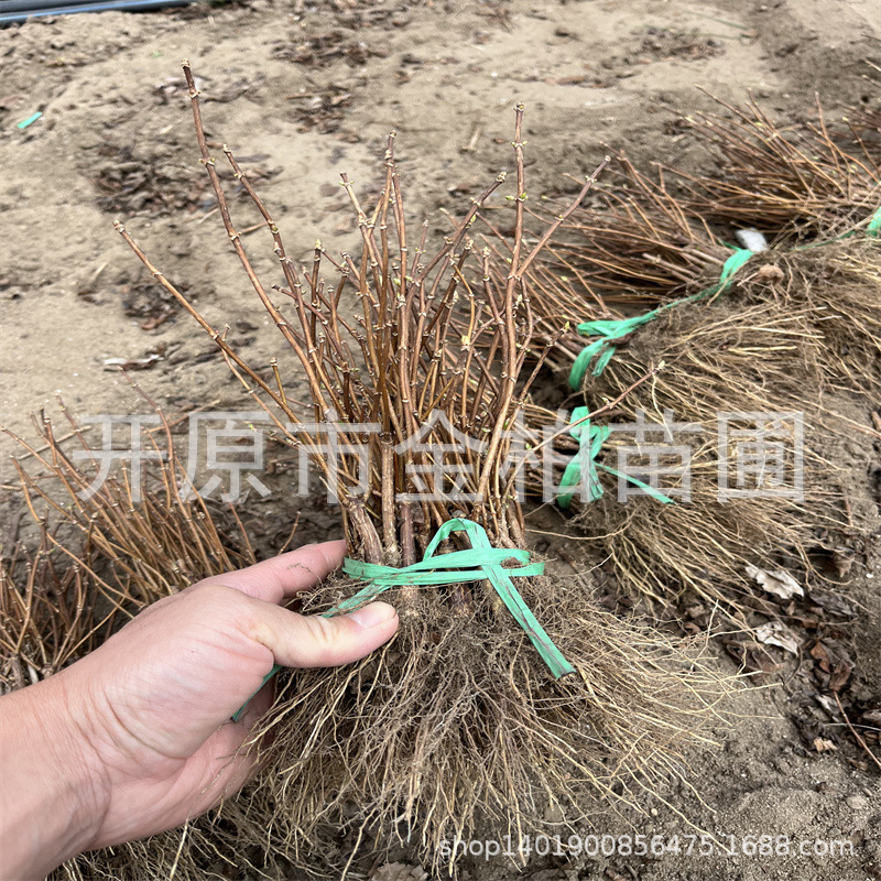 基地批发香草草莓圆锥绣球花苗花园庭院盆栽丛生直立圆锥绣球小苗