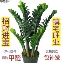 四季种植金钱树盆栽绿植室内钱串子招财除甲醛客厅四季花卉摆件