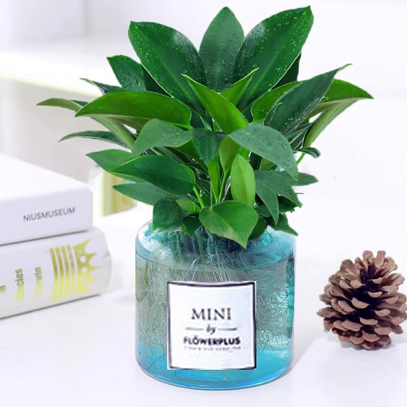 수경 골든 다이아몬드 + [오픈 블루 MINI 병] + 영양액