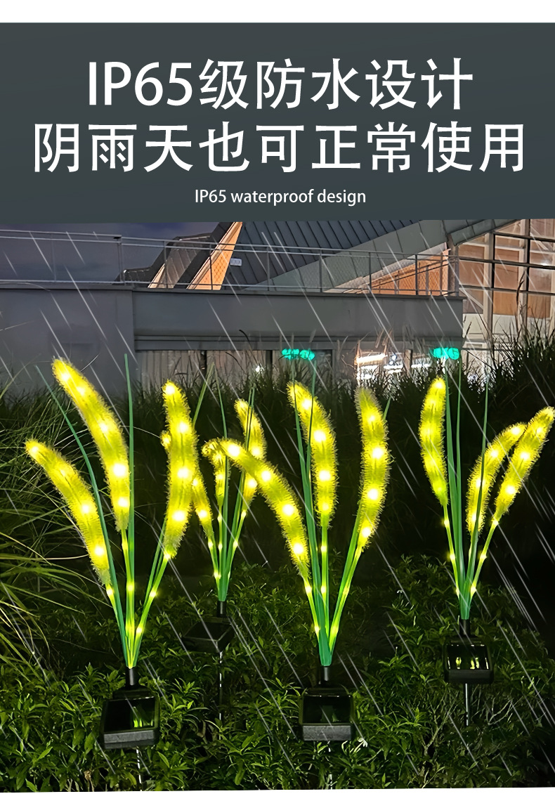 狗尾巴草_05.jpg?x-oss-process=image/format,png