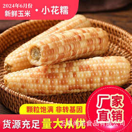 西双版纳小花糯玉米批发真空包装特产玉米棒五谷杂粮鲜食玉米鲜甜