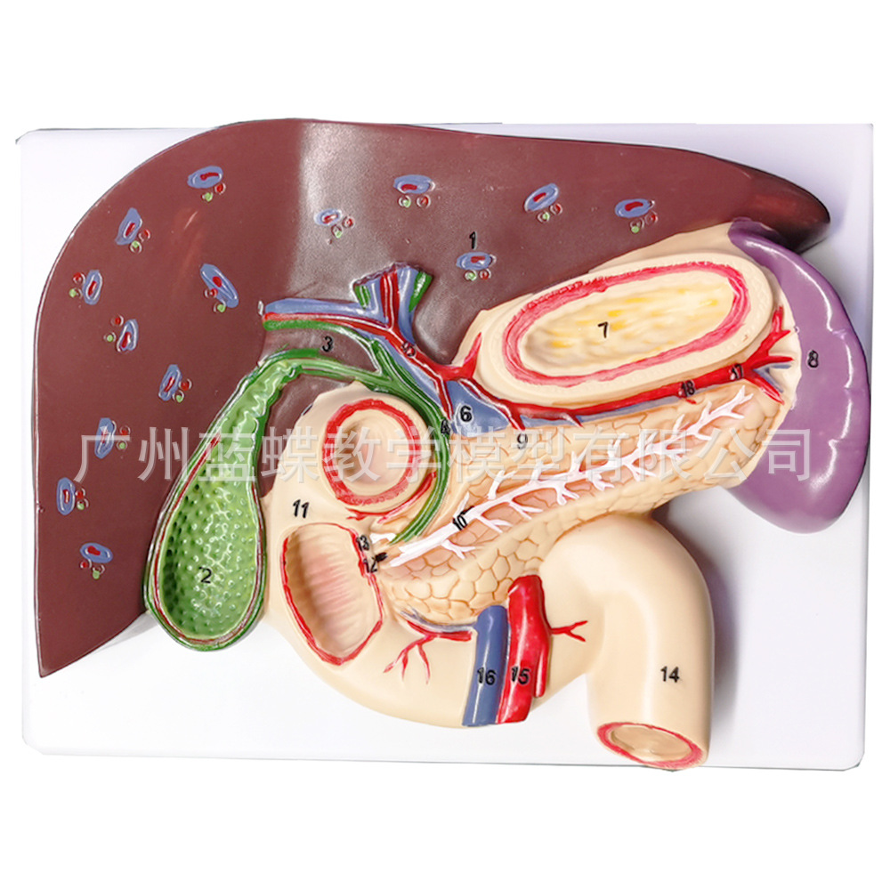 �ε���ʮ��ָ��θ�ṹģ�� ������ҽѧ ����ʮ��ָ��ģ��