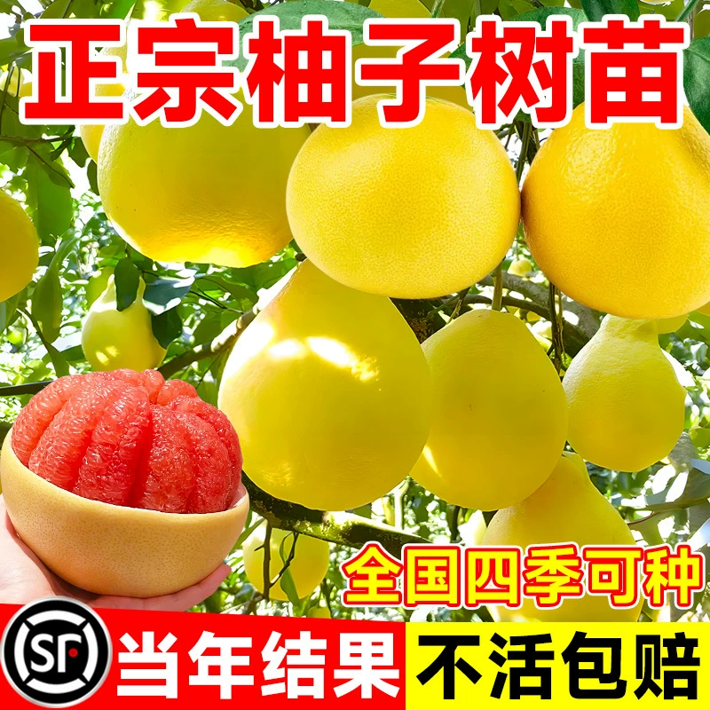 Саженцы грейпфрута, фруктовые деревья, фруктовые саженцы, помело с красным сердцем, помело Гуанси Дашиатиан, прививка во дворе, южное посадка фруктов и винограда.