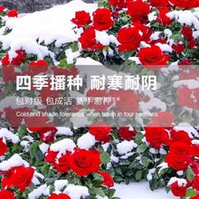 õ�廨�N���ļ��҃����Ի��N�Ӹ��N�����׷N�����⻨�ܾGֲ�ﻨ��