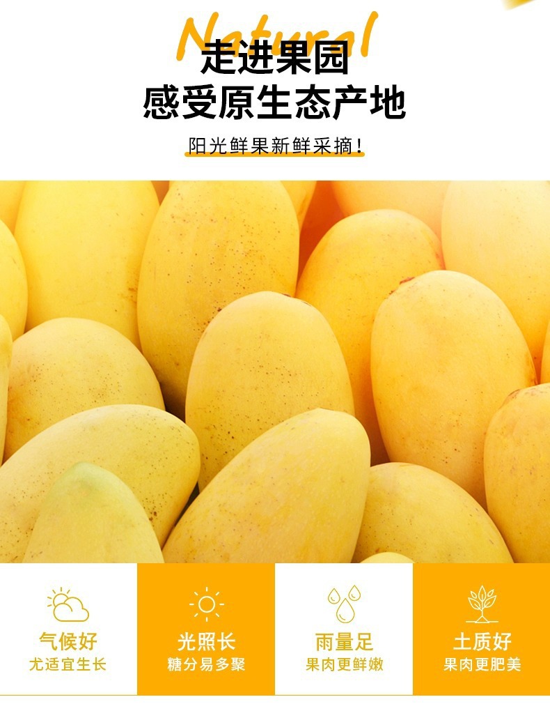 Dried Mango Dices 500g Sweetened Mango Chunks for Baking Nougat and Snack Making key features
