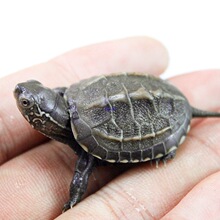 ���A����С�������w��������������ˮ������������ī�������绨