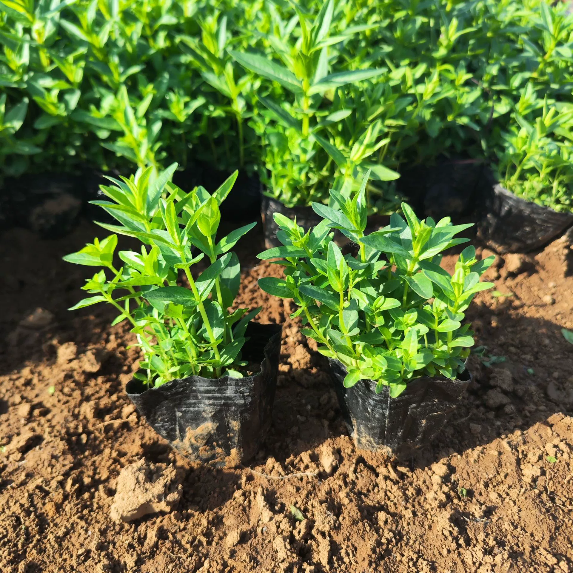 Саженцы настурции для зеленения болот, оптовые саженцы от производителя, скидки на большие объемы саженцев настурции.