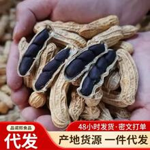 富硒黑花生云南黑花生带壳紫衣花生黑衣养胃生花生批发代发