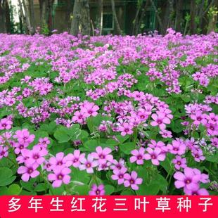 红花三叶草三叶酢浆草幸运草红花炸酱草红三叶种子三叶草种籽开花-阿里巴巴