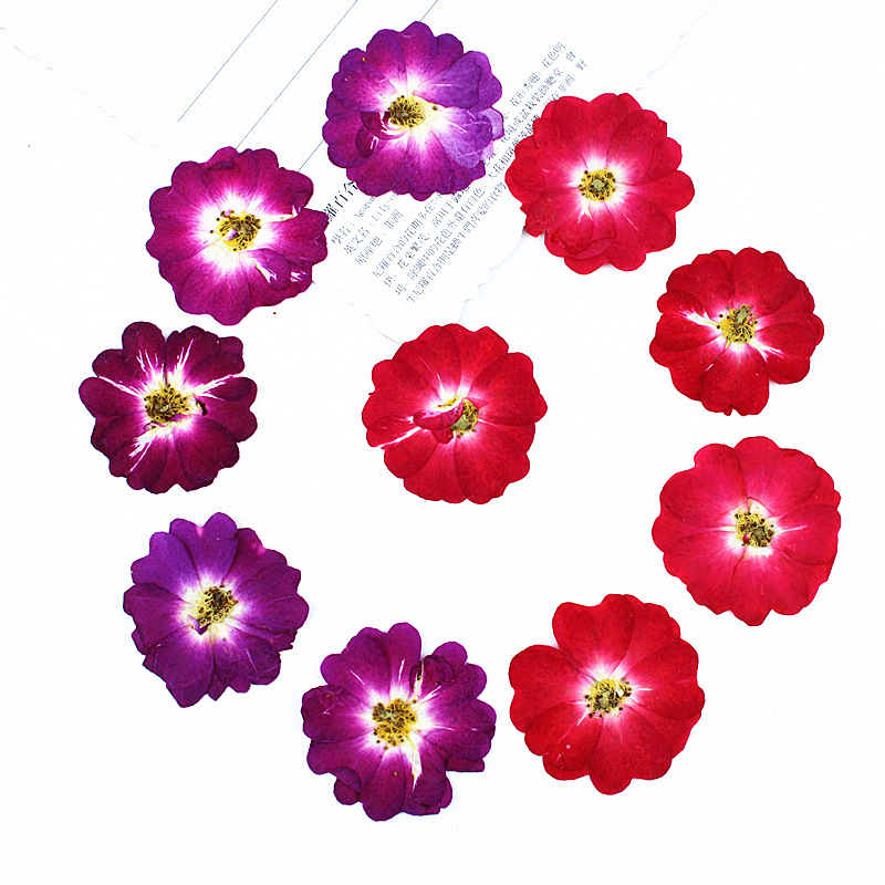 Corazón rosa rosa flor seca material diy relieve al por mayor espécimen de planta flor real decoración de marcos de fotos