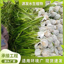 包土苦草 沉水植物 狐尾藻 金鱼藻 马来眼子菜 承接净水修复工程