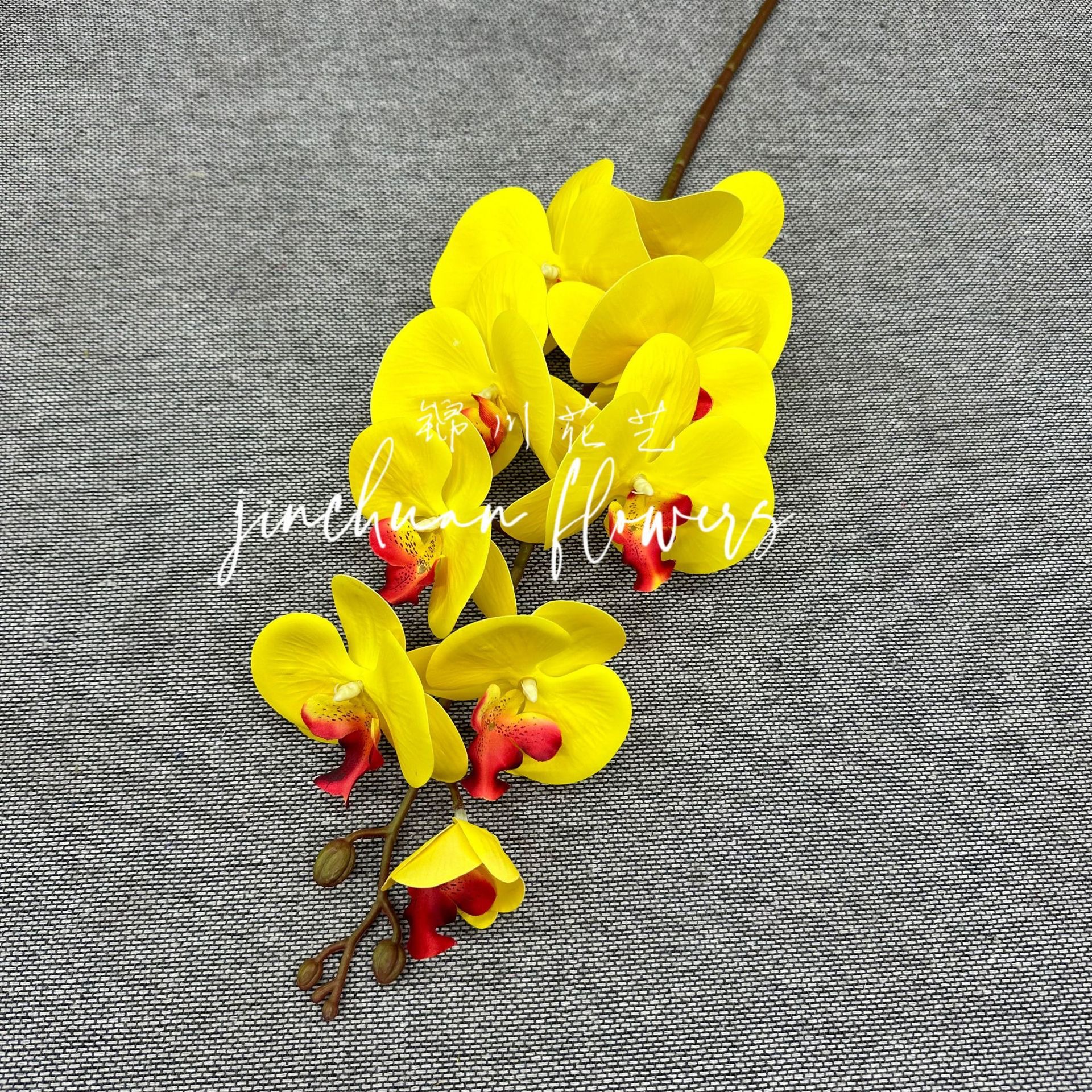 9 머리 호접란 붉은 심장 노란색