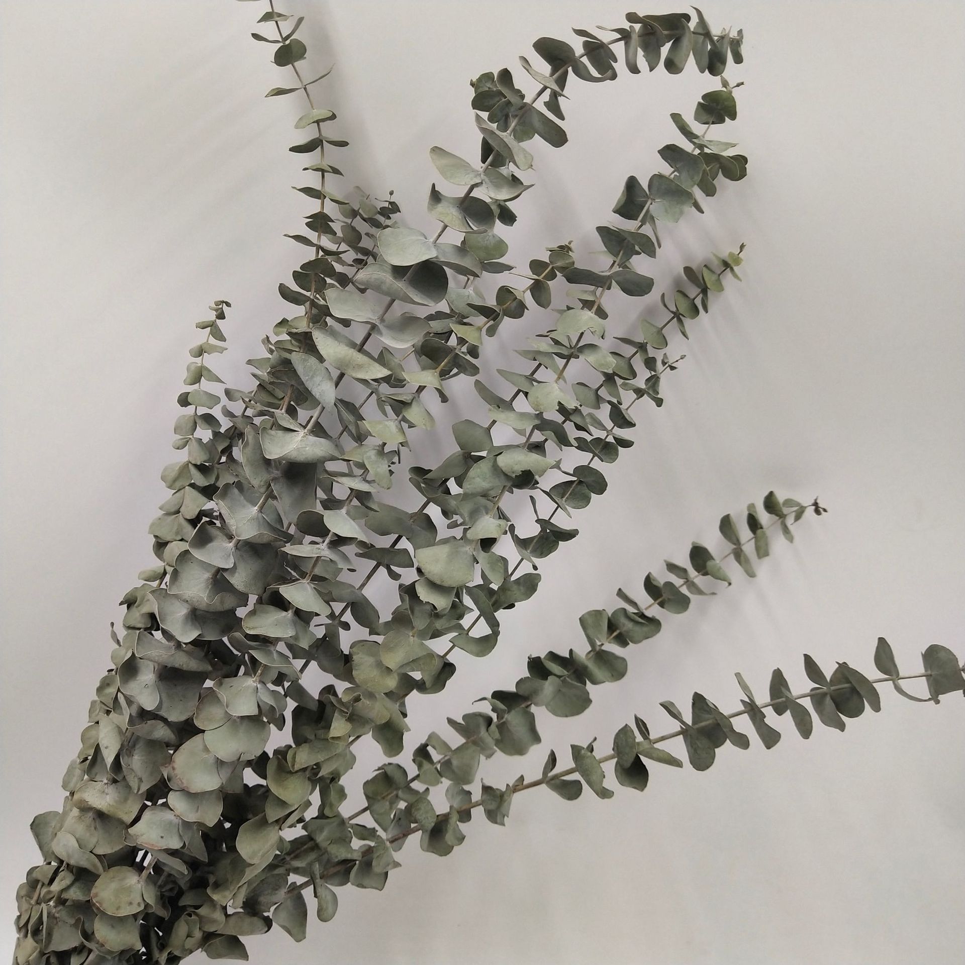 Original Color Single Eucalyptus Leaf Dried Flower Eucalyptus Leaf Bouquet Instagram Photo Prop Home Decor Photography Prop