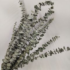 Original Color Single Eucalyptus Leaf Dried Flower Eucalyptus Leaf Bouquet Instagram Photo Prop Home Decor Photography Prop