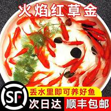 招财小金鱼草金鱼活鱼锦鲤鱼苗观赏鱼淡水鱼红草金冷水鱼小型耐活