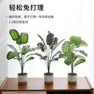 �羳 ����Gֲ12�^���W�L �������ԼҾ��b��ܔ[������辰���l