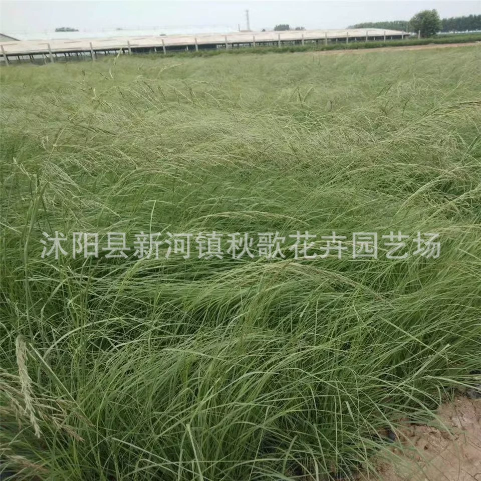 Изогнутые листовые семена Escrow Вышброзия термостойкая морозостойкая засухоустойчивая дворовая многолетняя декоративная трава Семена травянистых растений