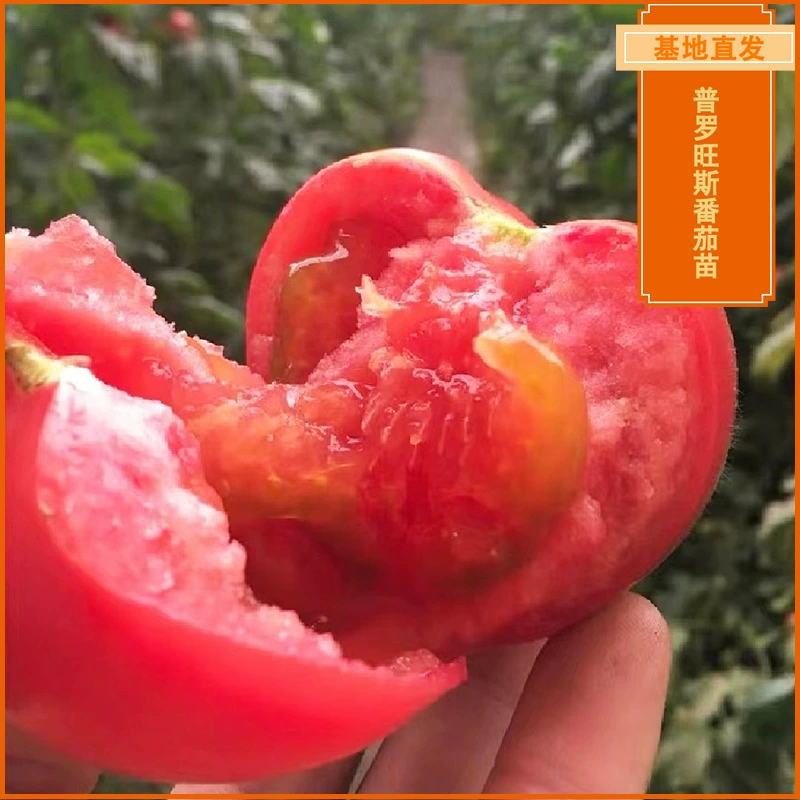 Саженцы томатов в Провансе